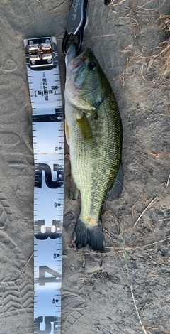 ラージマウスバスの釣果