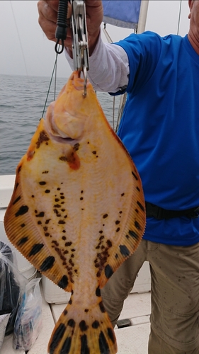 マツカワの釣果