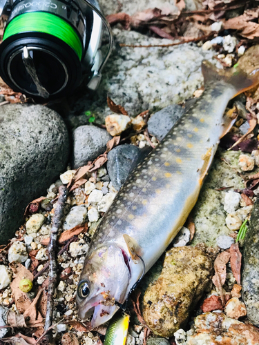 イワナの釣果