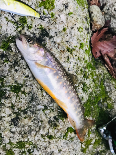 イワナの釣果