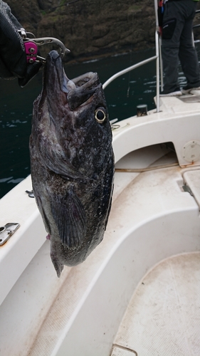 クロソイの釣果