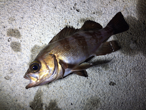 メバルの釣果