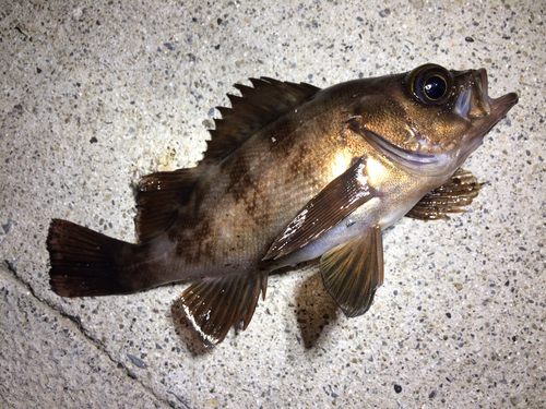 メバルの釣果