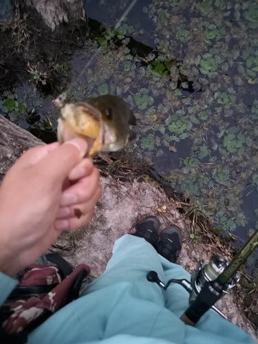 ブラックバスの釣果