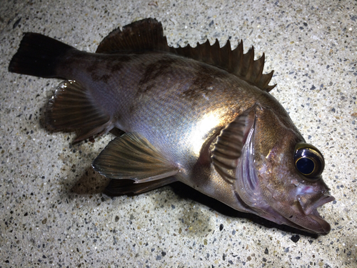 メバルの釣果