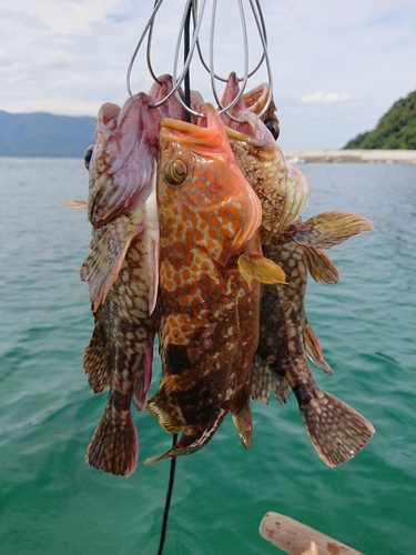 キジハタの釣果