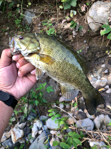 スモールマウスバスの釣果