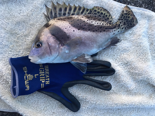 コショウダイの釣果