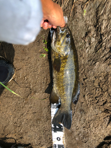 スモールマウスバスの釣果