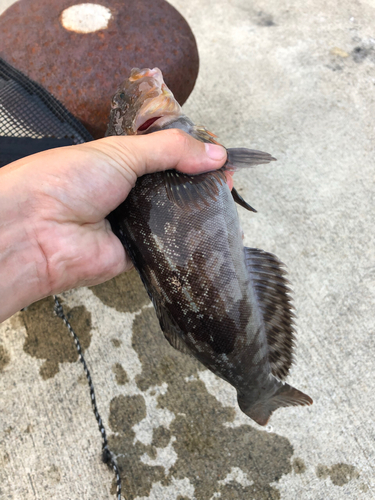 アイナメの釣果