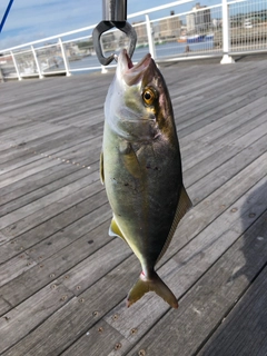 ショゴの釣果