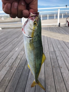 ワカシの釣果