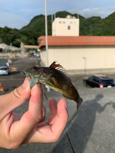 アナハゼの釣果