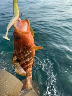 キジハタの釣果