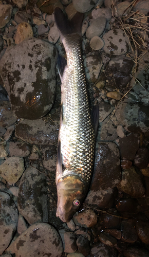 ニゴイの釣果