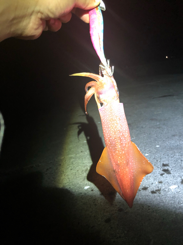 ケンサキイカの釣果