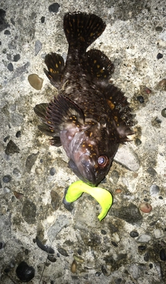 ソイの釣果