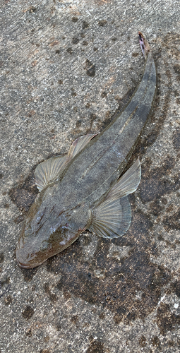 マゴチの釣果