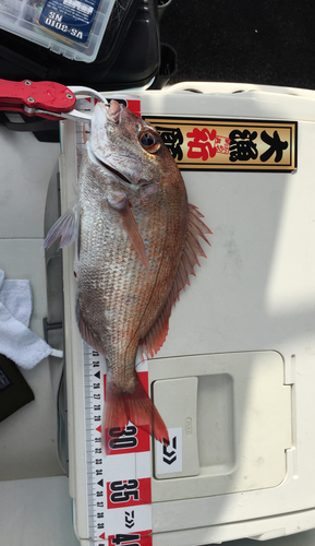 タイの釣果