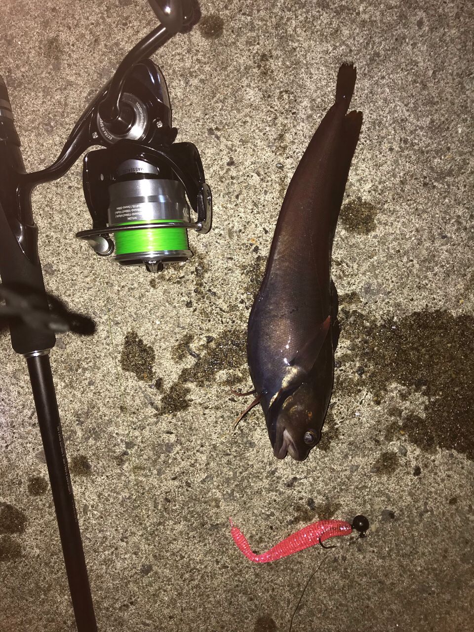 エゾイソアイナメ