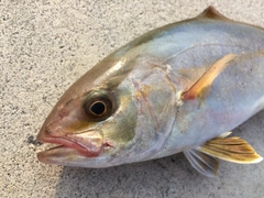 ショゴの釣果