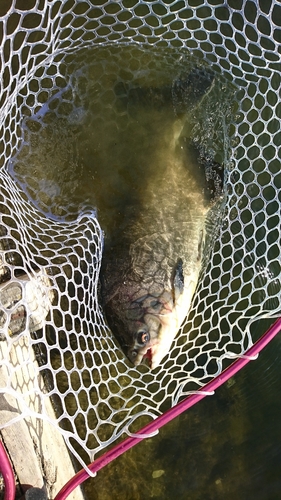 コロソマの釣果