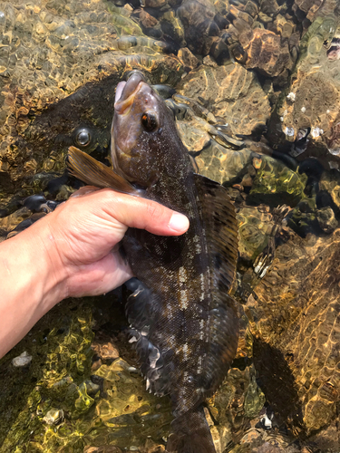 アイナメの釣果