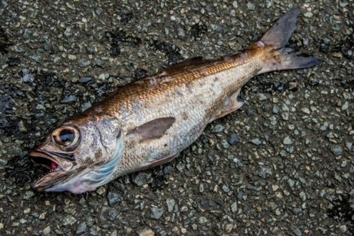 ムツの釣果