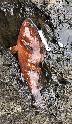 キジハタの釣果