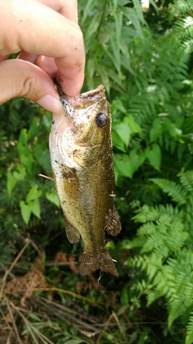 ブラックバスの釣果