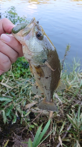 釣果