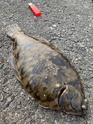 カレイの釣果