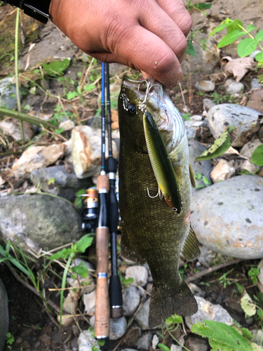 スモールマウスバスの釣果