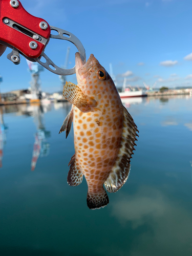 オオモンハタの釣果