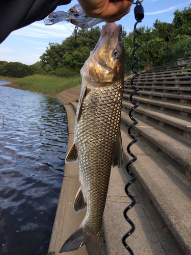 ニゴイの釣果