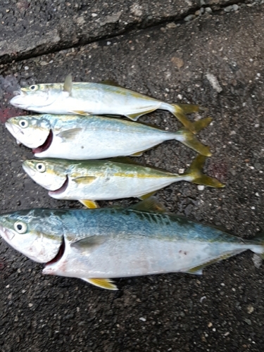 ツバスの釣果