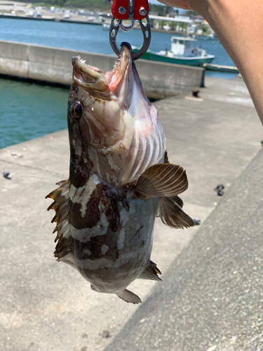 クエの釣果