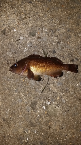 エゾメバルの釣果