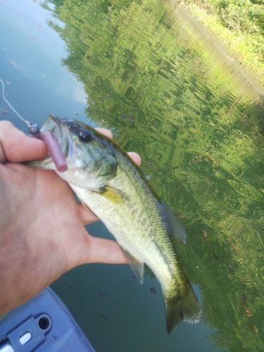 ブラックバスの釣果