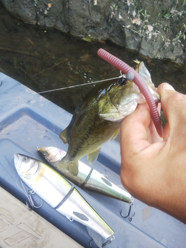 ブラックバスの釣果