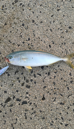 ワカシの釣果