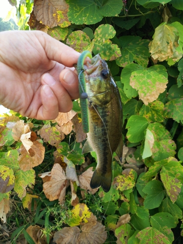 ラージマウスバスの釣果