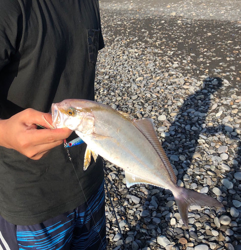 ショゴの釣果