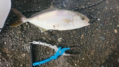 ショゴの釣果