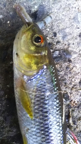 カワムツの釣果