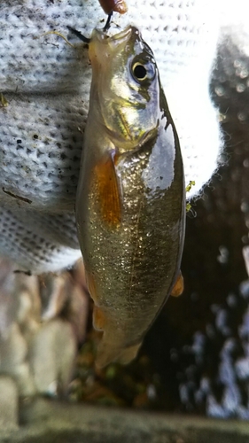 アブラハヤの釣果