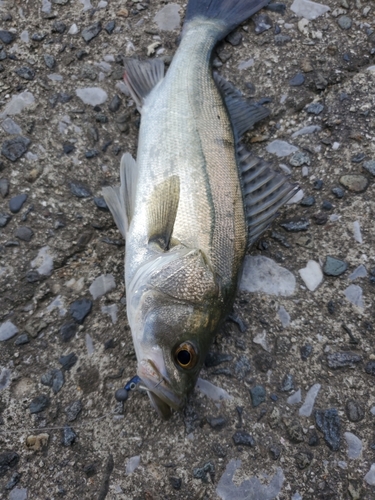 セイゴ（マルスズキ）の釣果