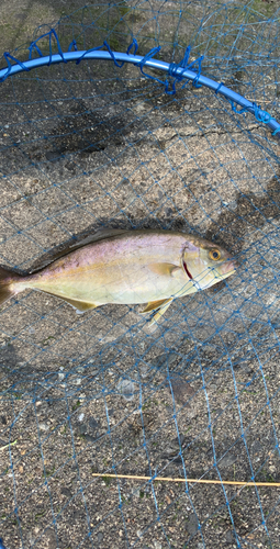 ショゴの釣果