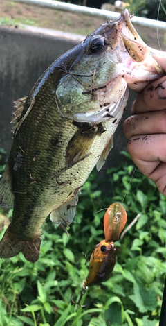 ブラックバスの釣果