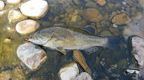 スモールマウスバスの釣果